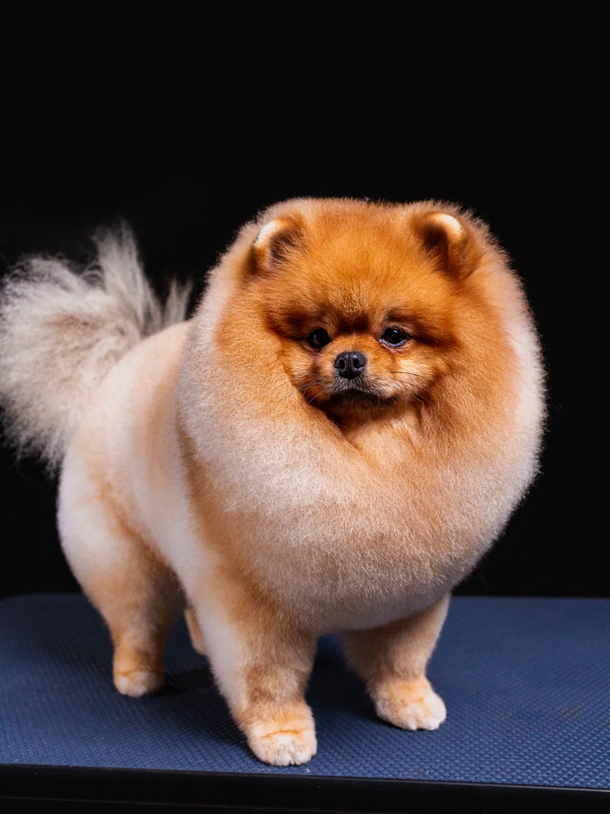 Stylo Pet - Imagem 2